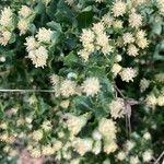 Baccharis pilularis Flower