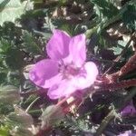 Erodium acaule Floro