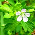 Geranium homeanum Flor