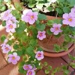 Sutera cordata Fula