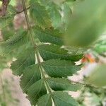 Tecoma fulva Leaf