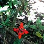 Aphelandra aurantiaca Floare