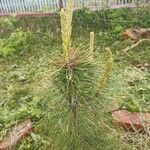 Pinus sibirica 葉