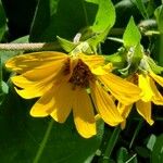 Wyethia angustifolia Fiore