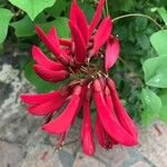 Erythrina herbacea Flor