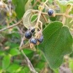 Miconia bullatifolia Meyve