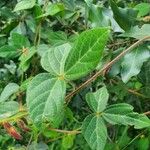 Rhynchosia usambarensis Hoja