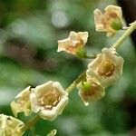 Ribes rubrum Fleur