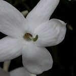 Jasminum polyanthum Flower