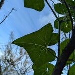 Bryonia verrucosa Hoja