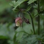 Geum rivale ᱵᱟᱦᱟ