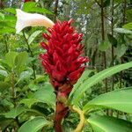 Hellenia speciosa Bloem