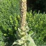 Verbascum thapsus Květ