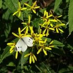 Senecio ovatusFiore