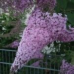 Buddleja japonica Kvet