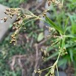 Juncus pygmaeus Fiore