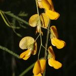 Sesbania herbacea Květ