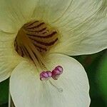 Barleria robertsoniae Květ