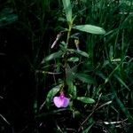 Hybanthus enneaspermus Квітка