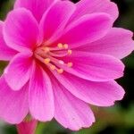 Lewisia longipetala ᱵᱟᱦᱟ