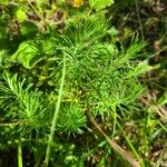 Euphorbia cyparissias ᱥᱟᱠᱟᱢ