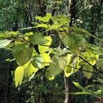 Cornus alternifolia Leaf