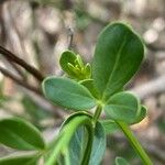 Jasminum fruticans Hoja