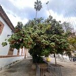 Dombeya wallichii Habit