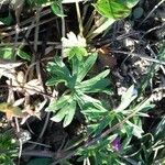 Geranium dissectum 葉