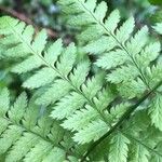 Dryopteris carthusiana Foglia