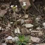Androsace obtusifolia Libunga