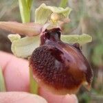 Ophrys passionis その他の提案