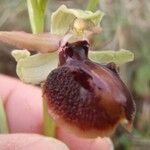 Ophrys passionis Ostatní