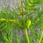 Ceratophyllum demersum Fruit