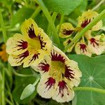 Tropaeolum minus Flor