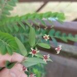 Phyllanthus pulcher फूल