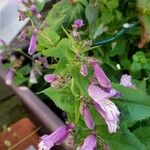 Penstemon smallii Flower