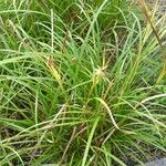 Carex grayi Outro