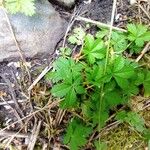 Potentilla anglica Лист