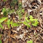 Callicarpa dichotoma Yaprak