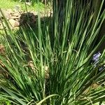 Dietes bicolor Leaf