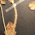 Trifolium hirtum 树皮