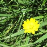 Ranunculus californicus Flor