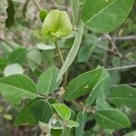 Macrotyloma axillare Flower