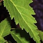 Plagianthus regius Leaf