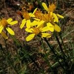 Jacobaea adonidifolia Floro