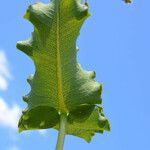 Asclepias amplexicaulis Leaf