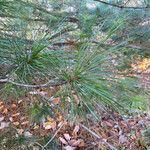 Pinus koraiensis 葉