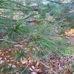 Pinus koraiensis Лист