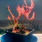 Drosera binata Leht